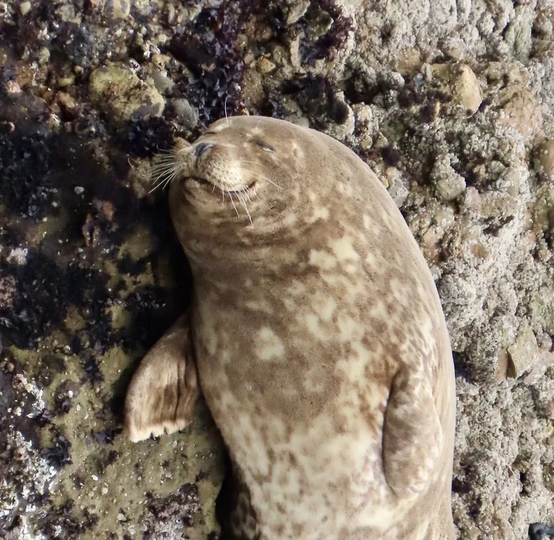 Harbor Seal