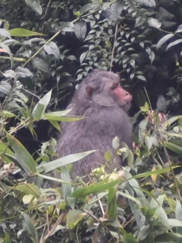 Rhesus Macaque
