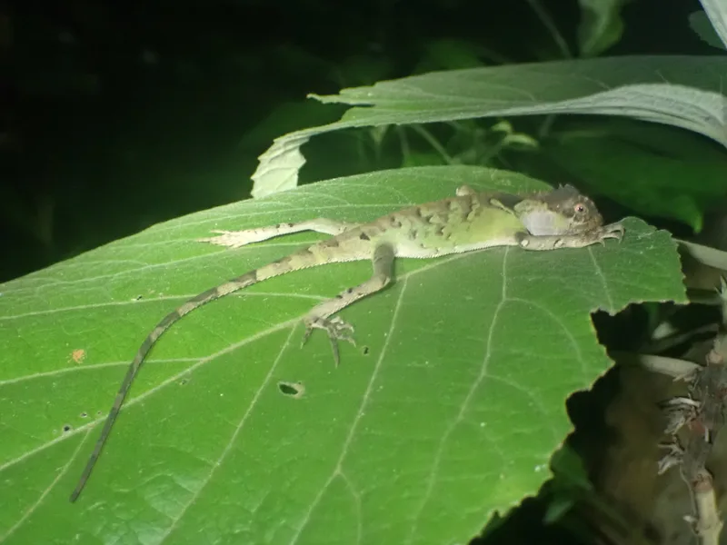 Scale-bellied Tree Lizard