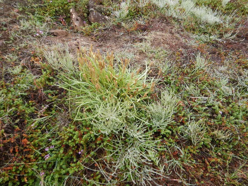 black crowberry