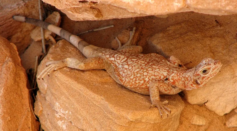 Common Chuckwalla
