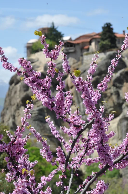 Judas-tree