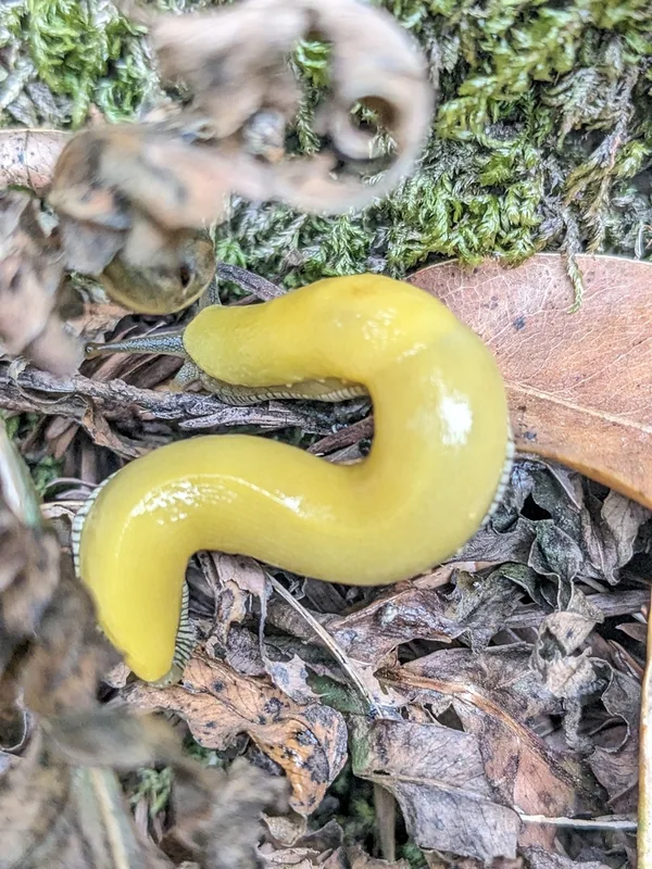 Southern Pacific Banana Slug