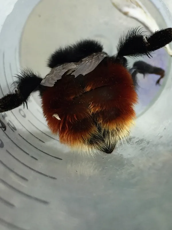 Scarlet-tailed Bumble Bee