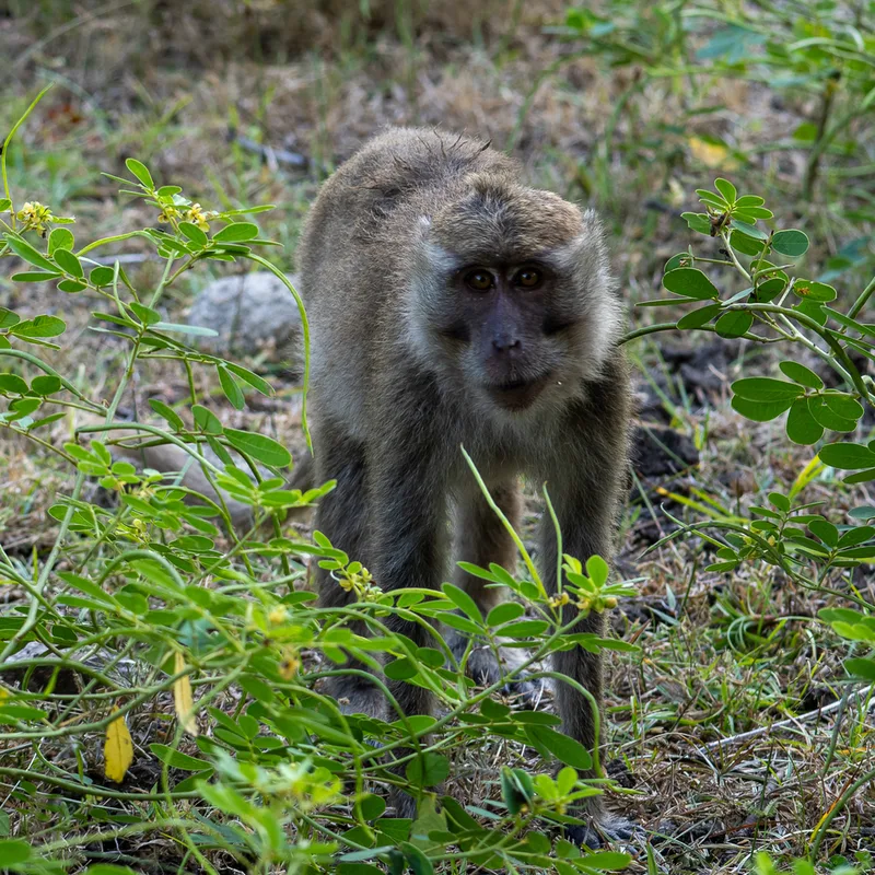 Long-tailed Macaque