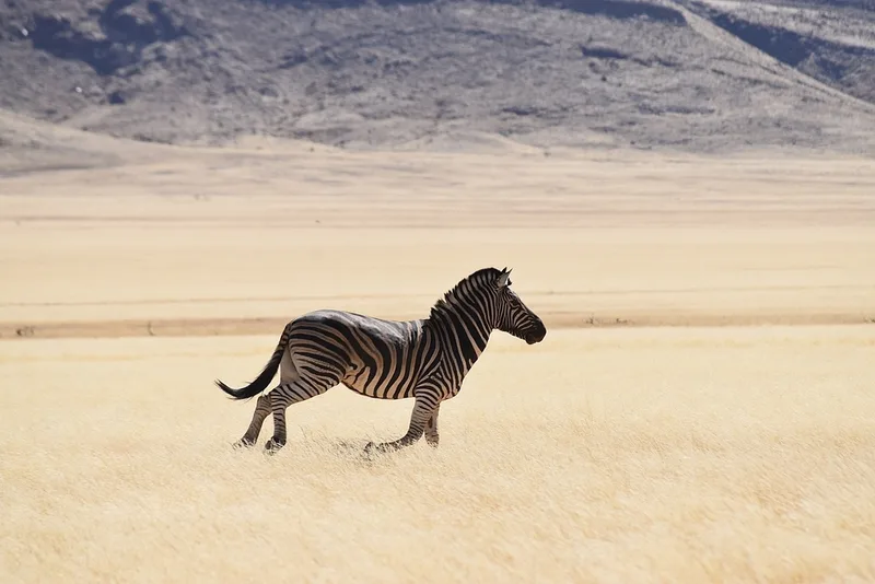 Plains Zebra