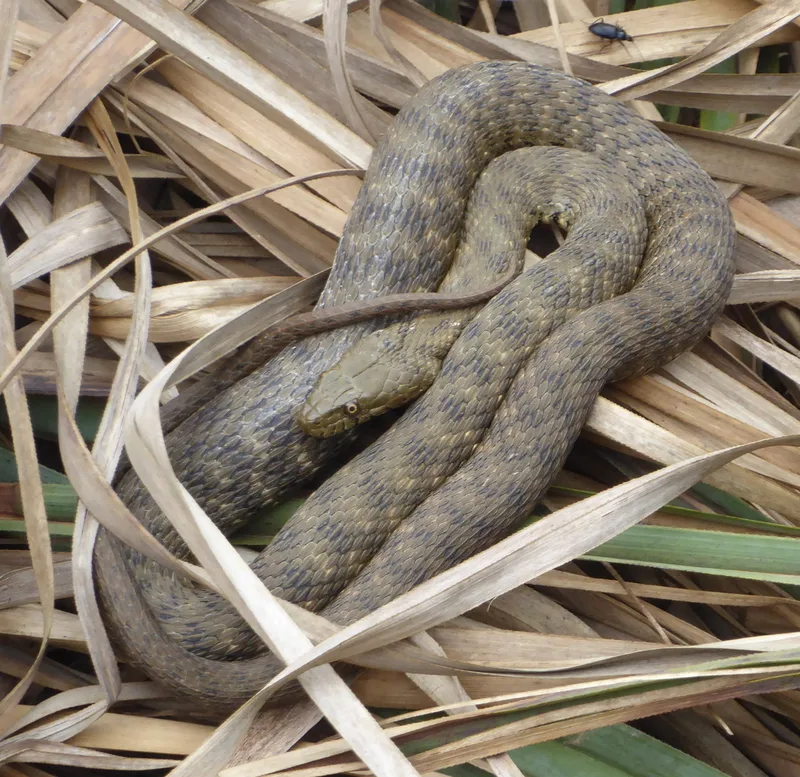 Tessellated Water Snake