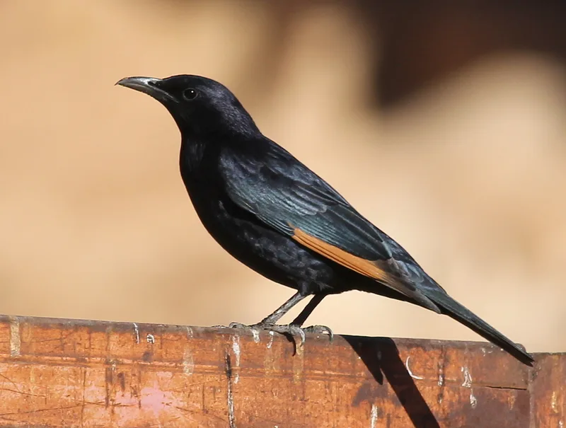 Tristram's Starling