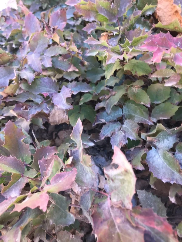 creeping mahonia