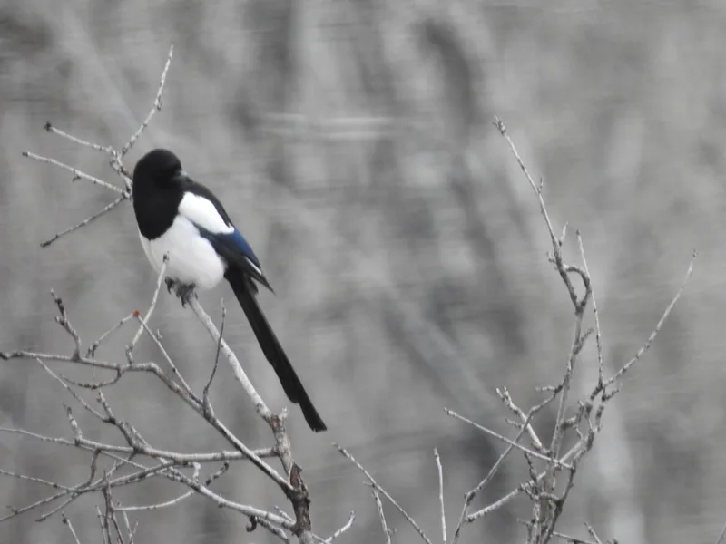 Eurasian Magpie