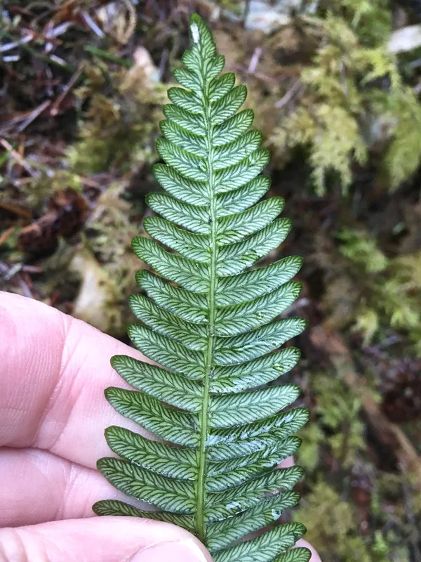 deer fern
