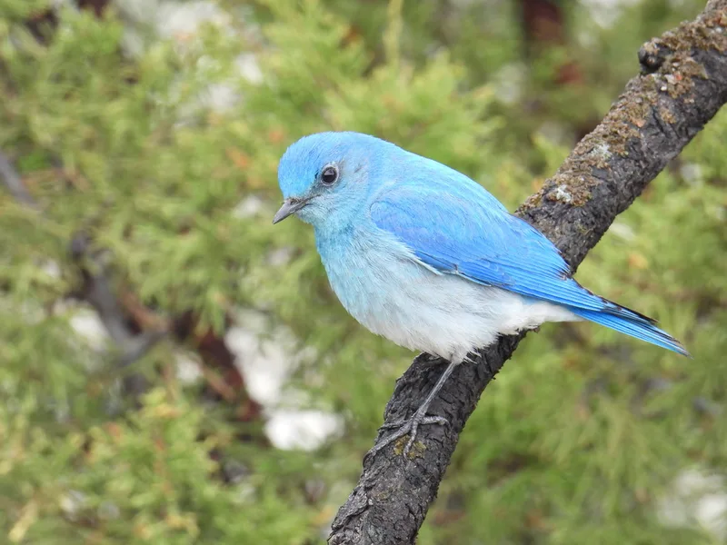 Mountain Bluebird