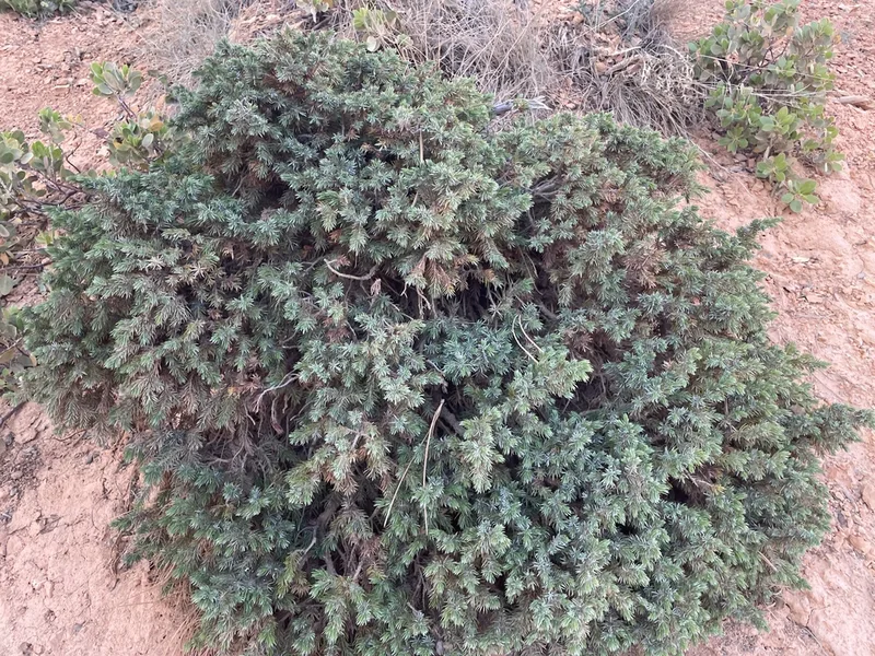 common juniper