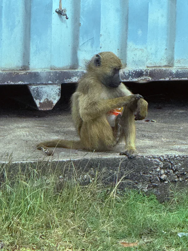 Chacma Baboon