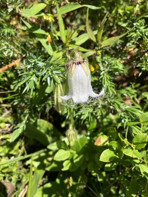 Bearded Bellflower