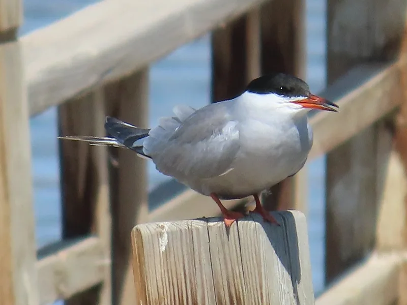 Common Tern