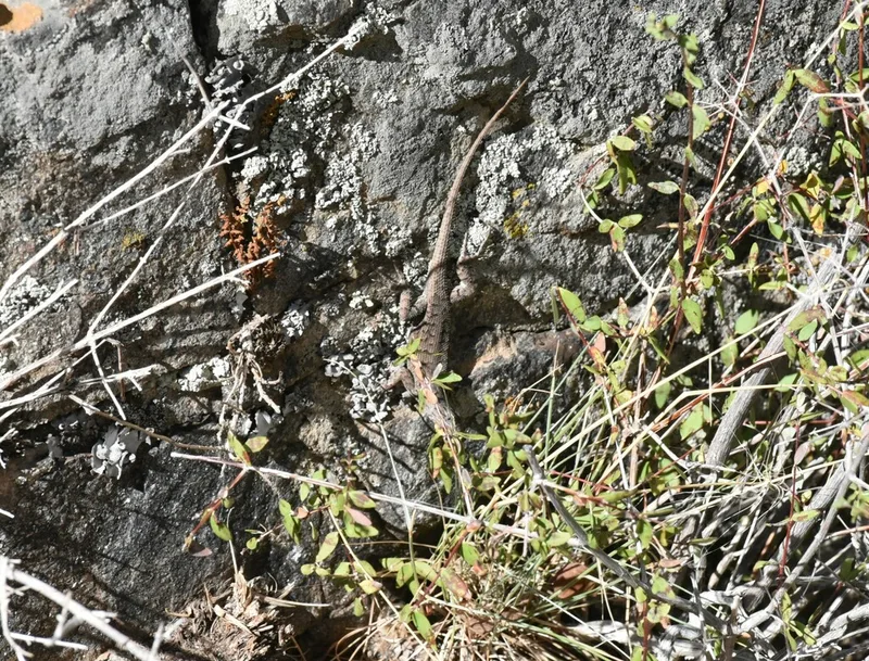 Plateau Fence Lizard