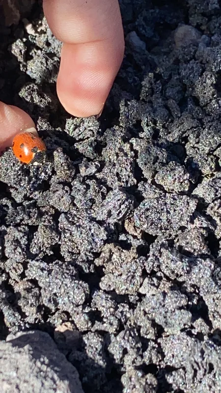 Seven-spotted Lady Beetle