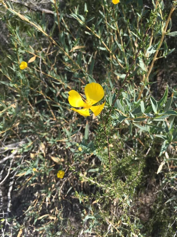 Bush Poppy