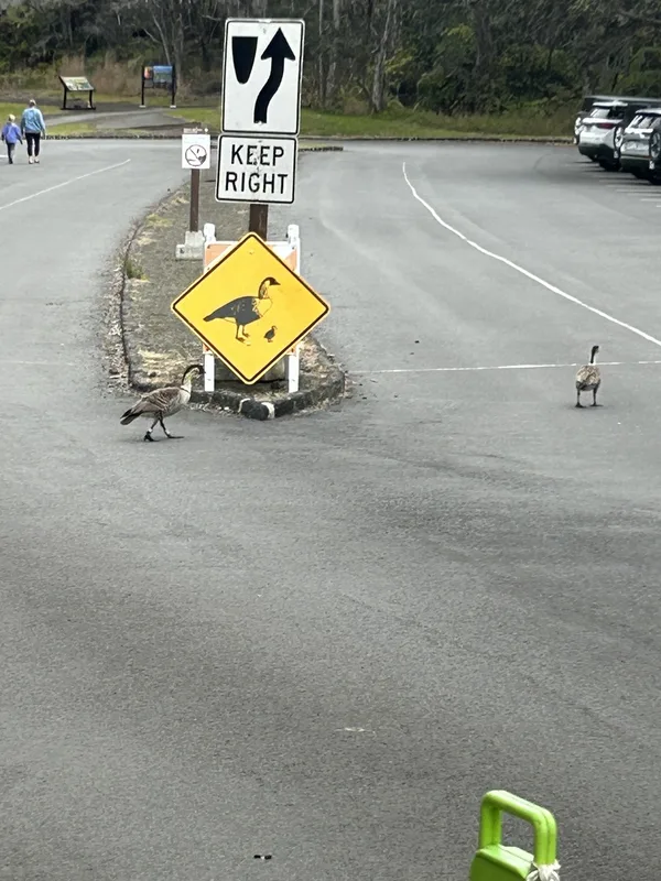 Hawaiian Goose