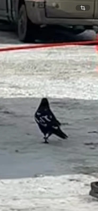 Common Raven