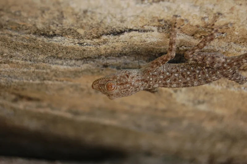 Sinai Fan-fingered Gecko