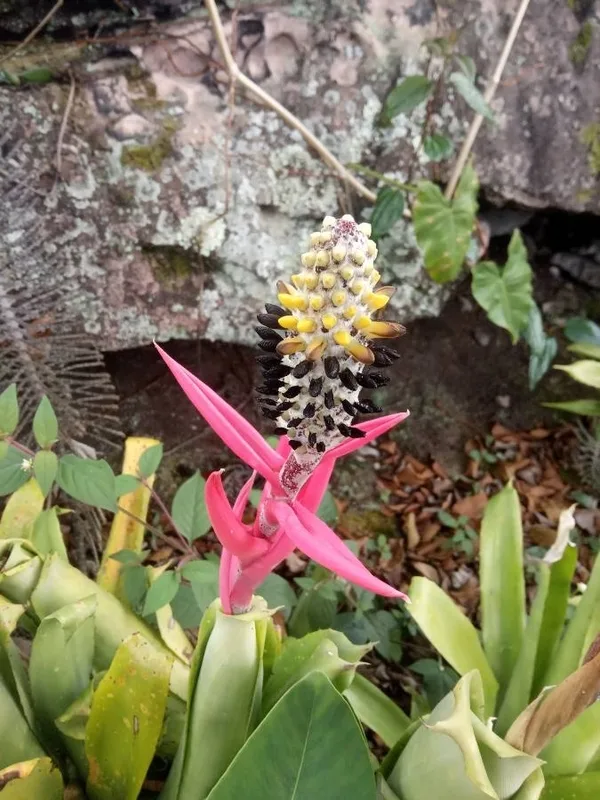 Aechmea bromeliifolia