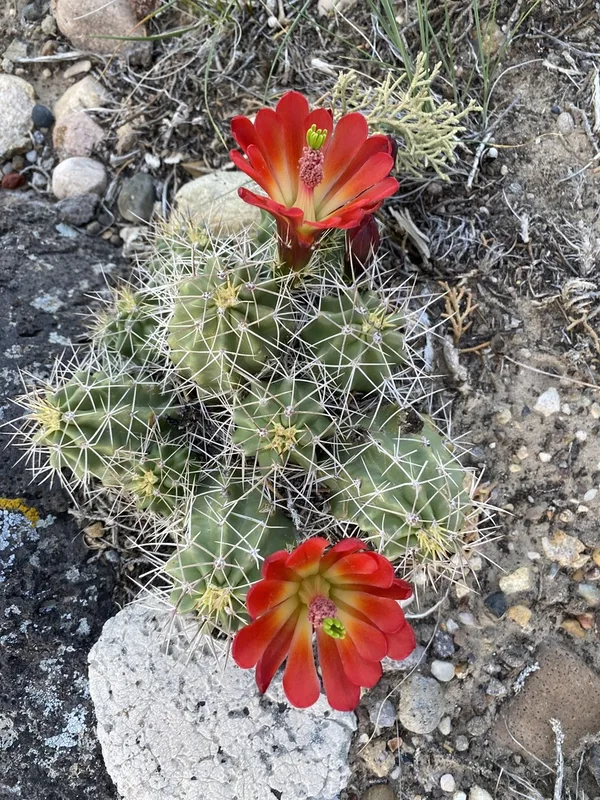 Kingcup Cactus