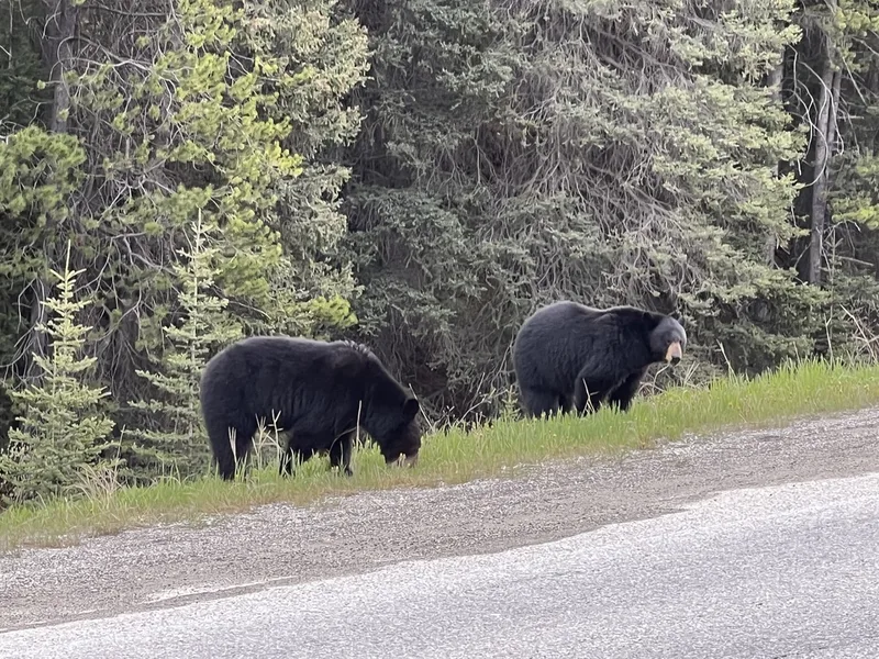 American Black Bear