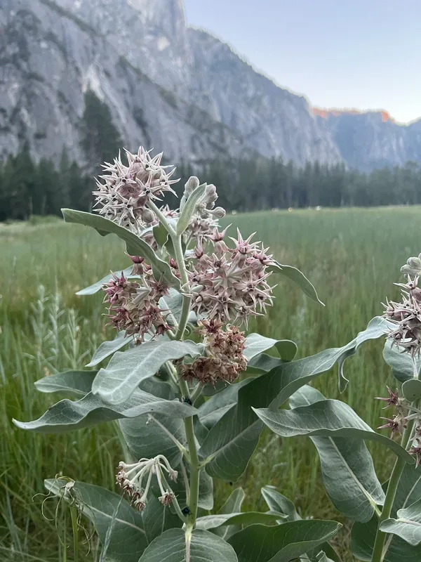 showy milkweed