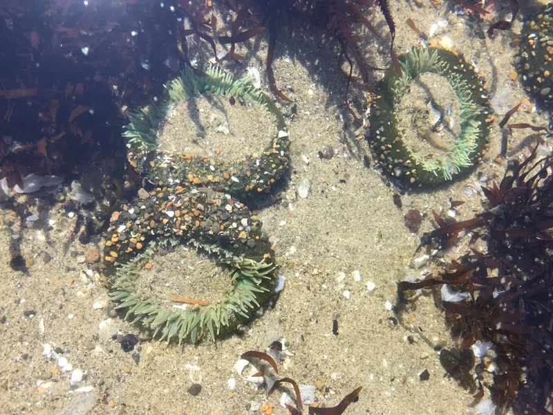 Giant Green Anemone
