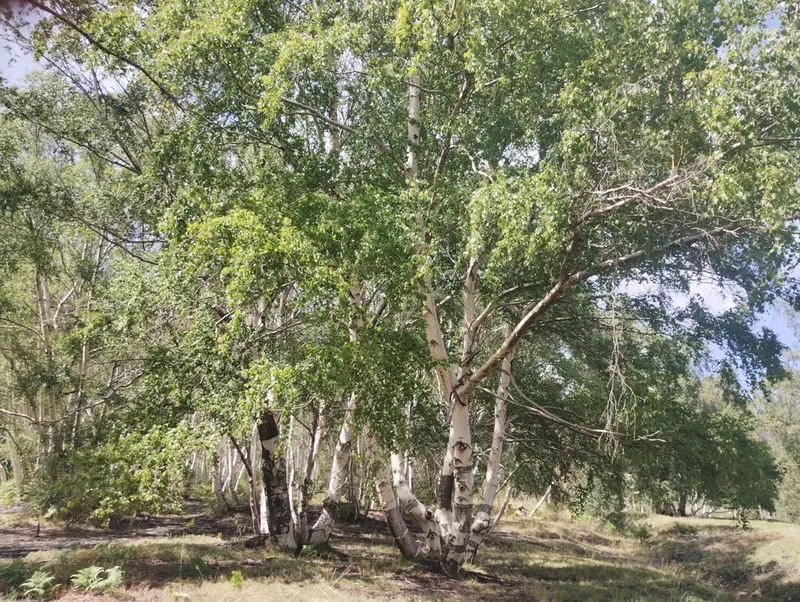 silver birch