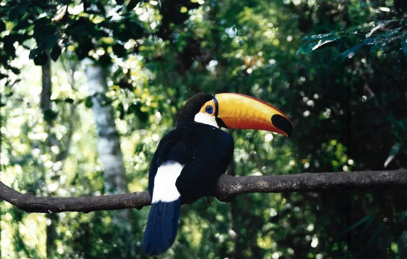 Toco Toucan