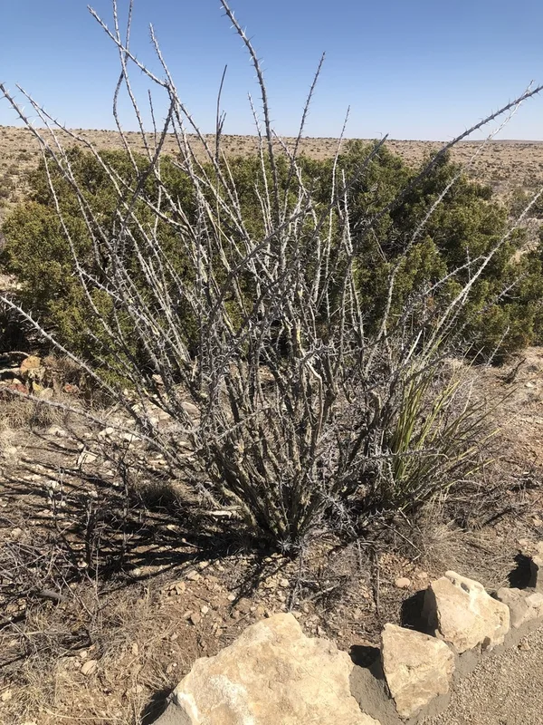 ocotillo