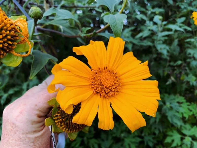 Mexican sunflower
