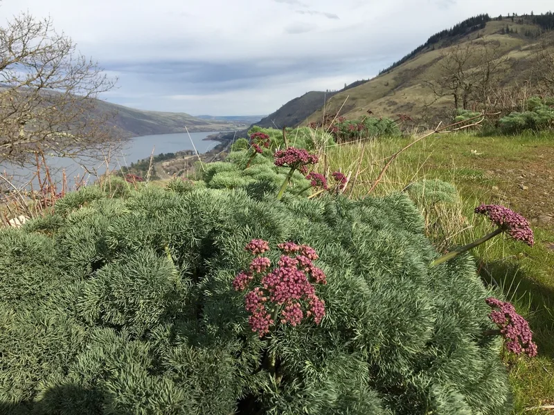Columbia Desert Parsley