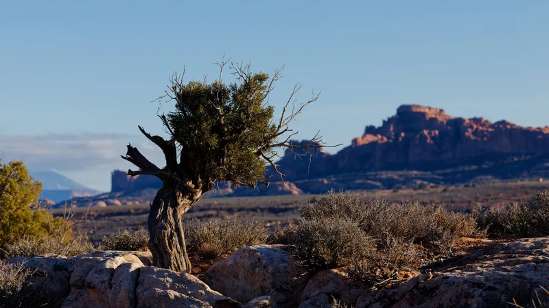 Utah Juniper