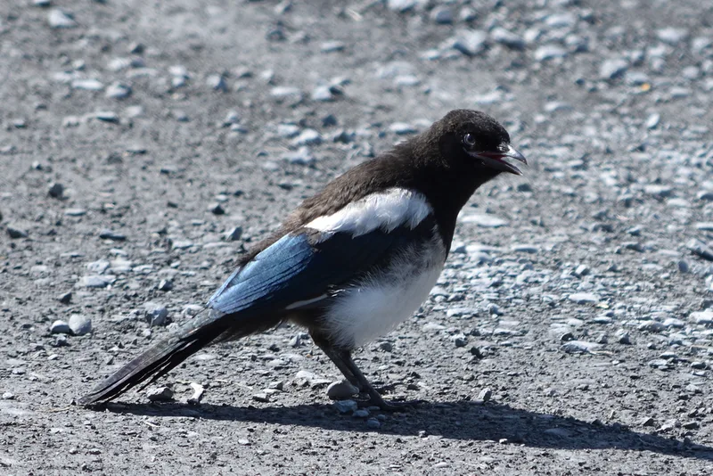 Black-billed Magpie