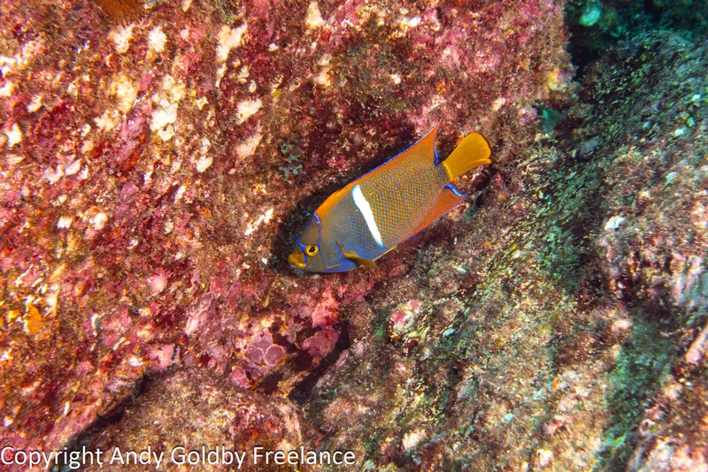 King Angelfish
