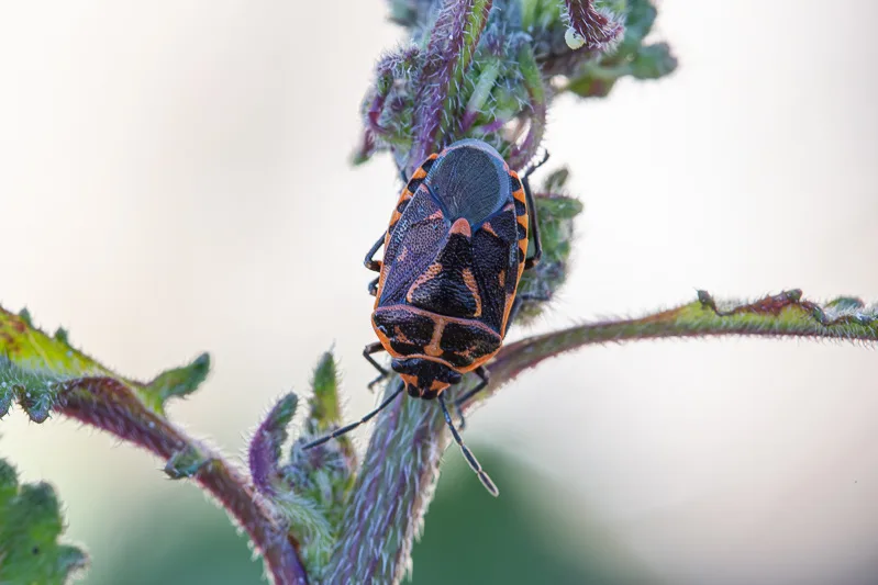 Eurydema lundbladi