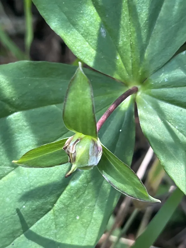 Pacific trillium