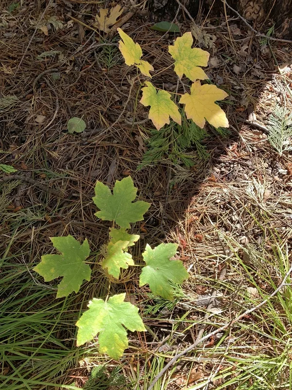 bigleaf maple