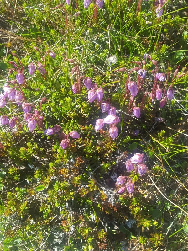 Blue Mountain-heath