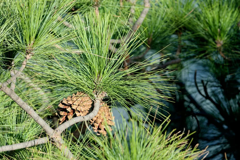 Canary Island pine