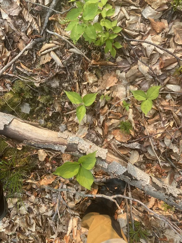 painted trillium