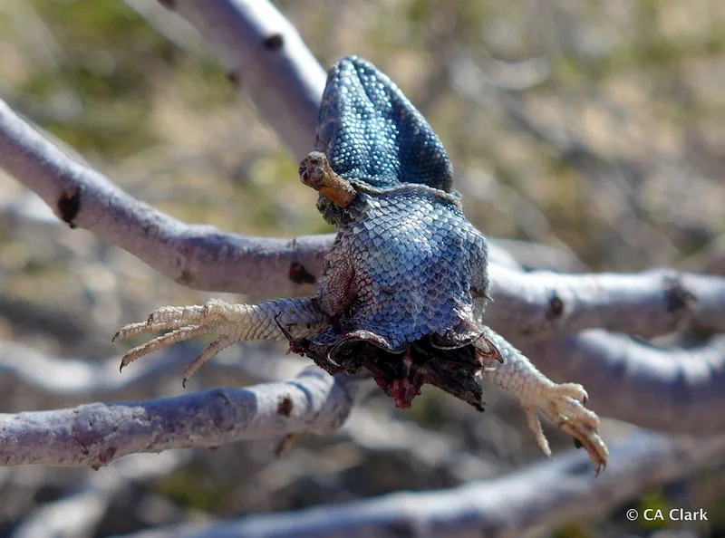 Common Side-blotched Lizard