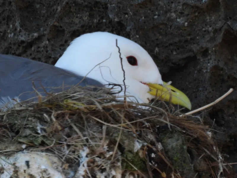 Black-legged Kittiwake