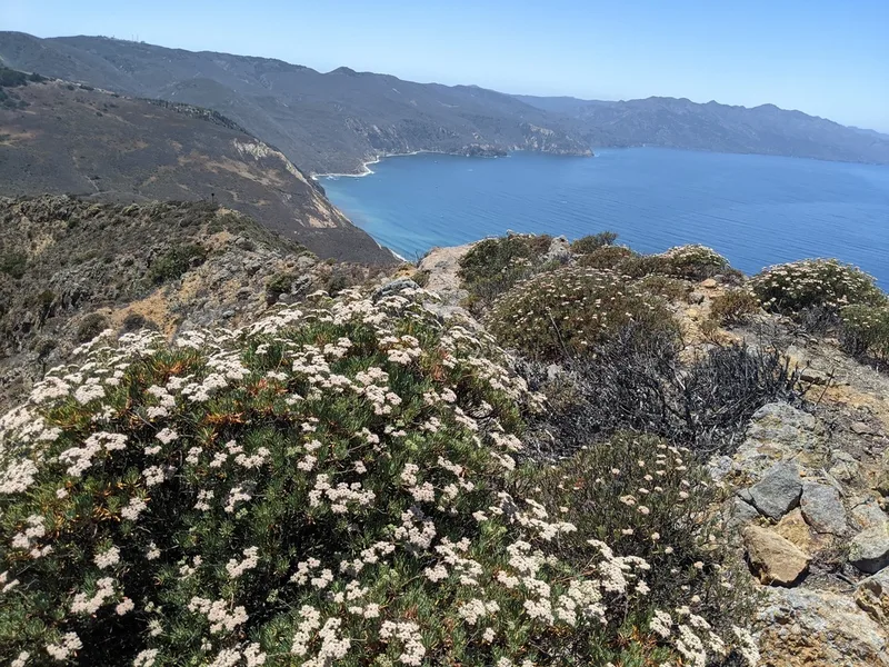 Santa Cruz Island wild buckwheat