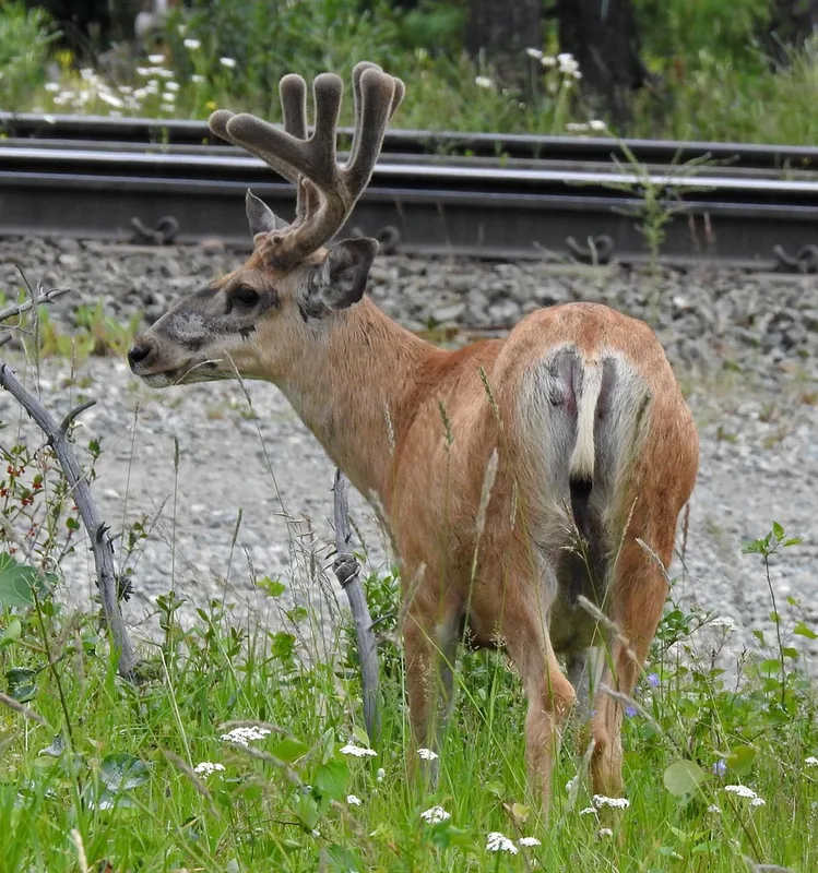Mule Deer