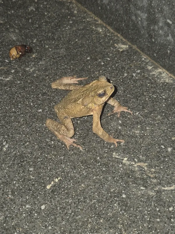Philippine Toad
